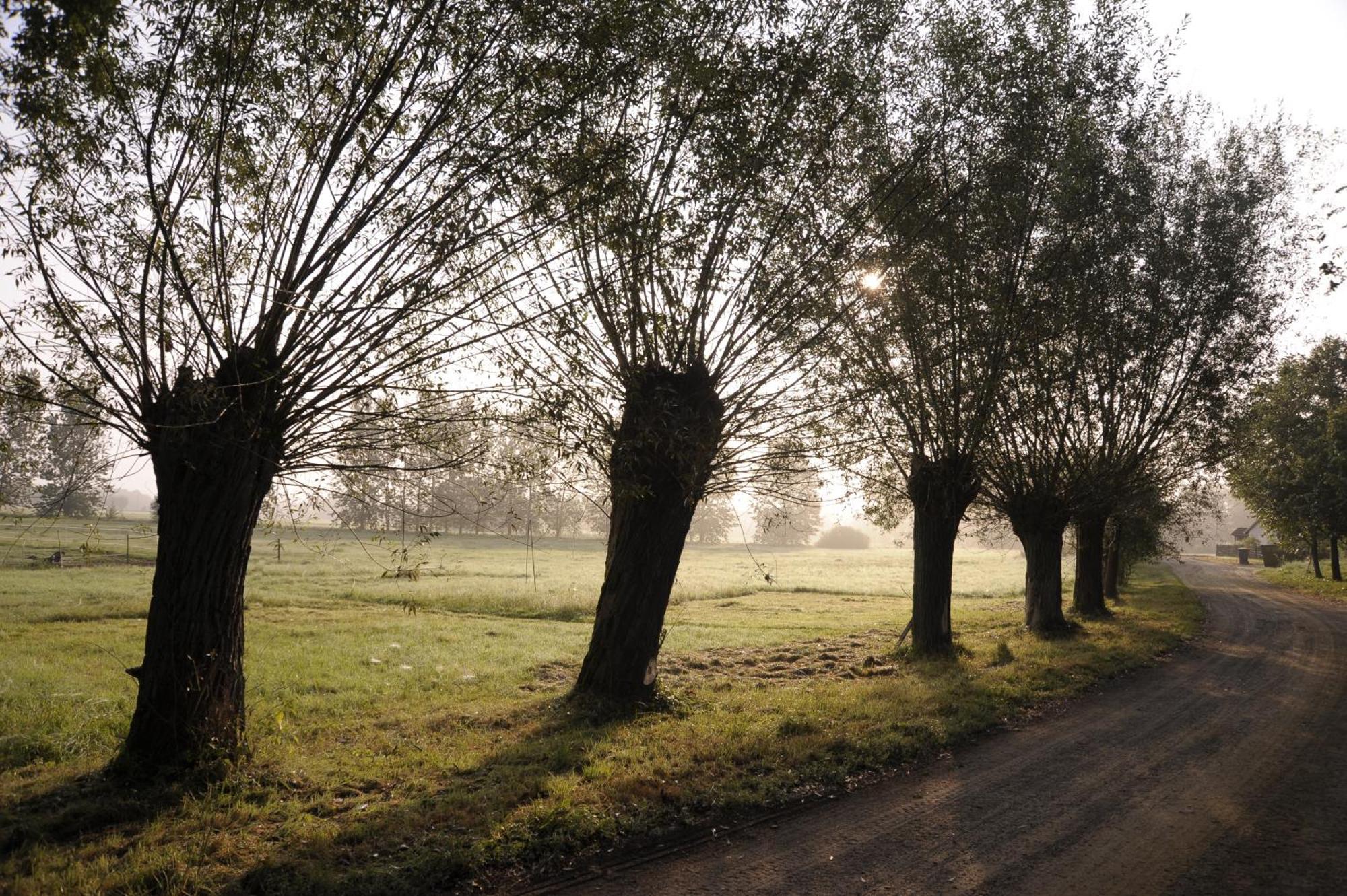 Kastanienhof Daire Burg  Dış mekan fotoğraf
